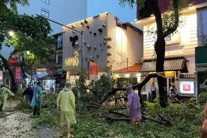 Hà Nội: Gần 1.000 cây xanh bị gãy, đổ sau trận dông lốc lớn