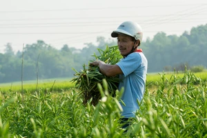 Người làm vườn phấn khởi thu hoạch mùa hoa loa kèn được mùa, giá cao