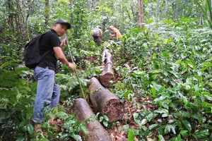 Nhiều vụ phá rừng tại Thừa Thiên - Huế được báo chí phản ánh thời gian qua khiến nhiều cán bộ lâm nghiệp bị kỷ luật 