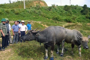 Lãnh đạo tỉnh Quảng Trị kiểm tra tình hình dịch bệnh LMLM trên đàn trâu tại huyện Hướng Hoá