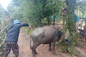 Trâu bò chết la liệt giữa rừng, khẩn cấp ngăn bệnh tụ huyết trùng lây lan