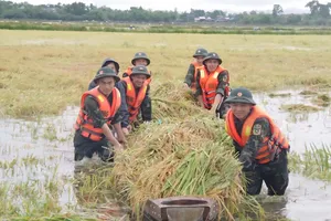 Bộ đội TP Huế giúp người dân thu hoạch lúa chạy lũ