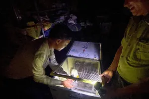 Đưa cá thể gà lôi trắng về Vườn quốc gia Bạch Mã để chăm sóc và bảo tồn