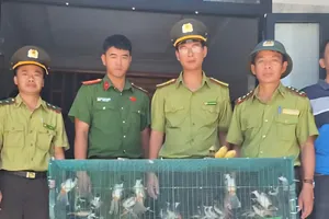 Kiểm lâm khu vực Nam Sông Hương bắt quả tang một đối tượng có hành vi quảng cáo, mua bán trái pháp phép số lượng lớn chim chào mào