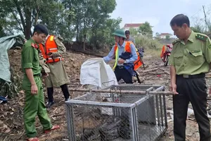 Cơ quan chức năng thả cá thể trăn đất về môi trường tự nhiên