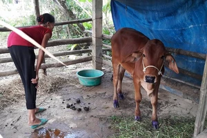 Người dân lo lắng khi bò mới tiếp nhận đã đổ bệnh 