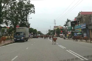 Bò thả rông trên các tuyến đường gây nguy cơ gia tăng tai nạn giao thông