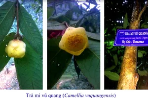 Trà mi Vũ Quang tại Vườn Quốc gia Vũ Quang