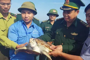 Con đồi mồi trước lúc thả về biển