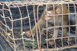 Cá thể khỉ mốc quý hiếm