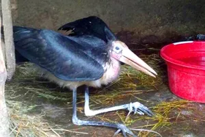 Bước đầu nhận định cá thể này có thể là chim Già Đẫy