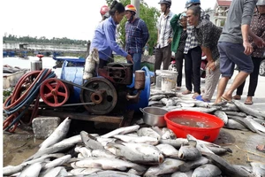 Cá nuôi trong lồng bè bị chết chưa rõ nguyên nhân