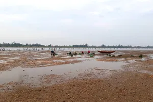 Nghêu chết hàng loạt khiến người nuôi bị thiệt hại nặng