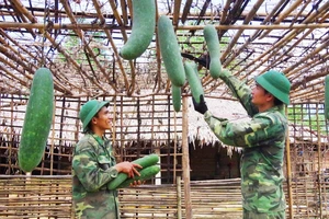 Thu hoạch sản phẩm sau thành quả chăm sóc