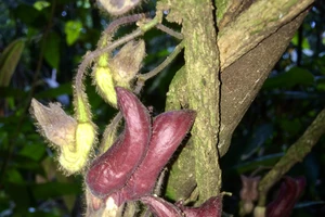 Mộc hương Vũ Quang (Aristolochia vuquangensis)