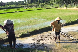 Người dân ở huyện Hương Khê (tỉnh Hà Tĩnh) làm đất để gieo sạ lại diện tích lúa đã bị hư hỏng do mưa lớn vừa qua