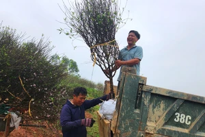 Vận chuyển cây đào phai cảnh đến địa điểm theo yêu cầu của thương lái và khách hàng