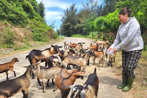 Chị Nguyễn Thị Lan bên đàn dê núi của gia đình 