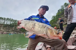 Người dân phấn khởi đánh bắt được con cá mè lớn ở hạ du hồ Kẻ Gỗ 