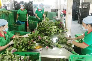 Nhà sơ chế của HTX Phú Lộc, huyện Củ Chi, TPHCM