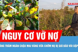Xác xơ thủ phủ mai tết sau bão