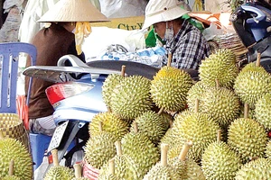 Sầu riêng bán tràn lan nhưng khó nhận biết loại nào là chín cây Ảnh: KIẾN VĂN