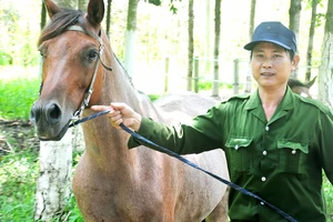 Công nhân huấn luyện ngựa đua