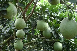 Bưởi da xanh đang hút hàng, giá cao
