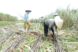 Trồng mía ở huyện Phụng Hiệp, Hậu Giang