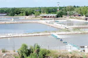 Trộm cắp điện thường xảy ra trong hoạt động nuôi tôm ở ĐBSCL