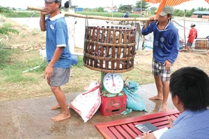 Thu hoạch cá tra tại đồng bằng sông Cửu Long Ảnh: HỒNG MINH