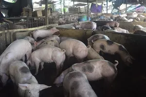 Bà Rịa - Vũng Tàu: Ô nhiễm từ chăn nuôi heo làm nóng nghị trường