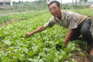 Cuộc sống người dân xã Tân Nhựt ngày càng khấm khá nhờ các mô hình trồng rau sạch 