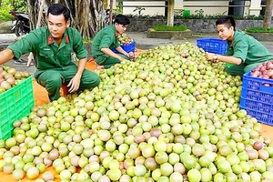 Chiến sĩ Huyện đội Tân Châu thu hoạch chanh dây