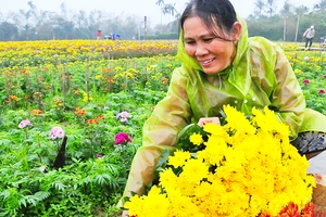 Trồng hoa mạng lại thu nhập tốt cho người nông dân dịp Tết Nguyên Đán