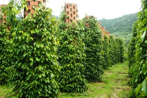 Bình Phước: Công nhận một giống tiêu mới