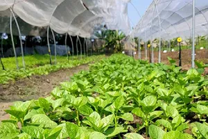 Tanifarm với ước mơ nâng tầm nông sản Việt