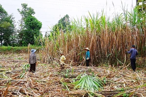 Bao tiêu mía nguyên liệu cho nông dân