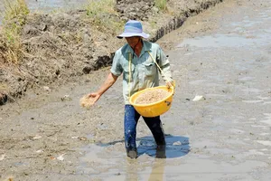 Giống dỏm hành nông dân