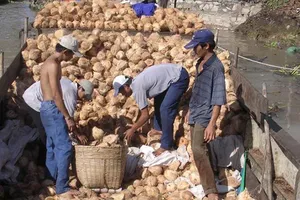 Dừa rớt giá mạnh, nông dân khốn đốn