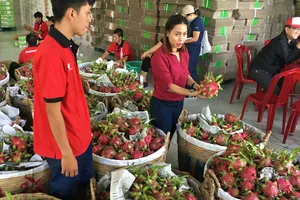Trái thanh long được phân loại để xuất khẩu tại một đơn vị