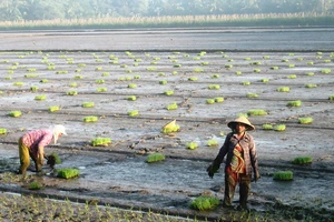 Nông dân ĐBSCL xuống giống lúa đông xuân sớm 