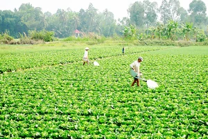 Tăng thu nhập từ chuyển đổi cây trồng 