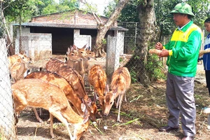 Nuôi đàn hươu sao đang giúp nhiều hộ dân ở Hà Tĩnh tăng thu nhập và làm giàu