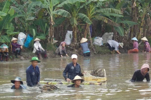 Một buổi thu hoạch thuốc nam của Tổ tầm dược xã Vĩnh Thới tại ấp Phú Thành, xã Tân Phú Đông (TP Sa Đéc)