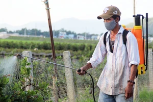 Phun thuốc hóa học trừ sâu đang khiến thủ phủ mai vàng miền Trung trở thành vùng “đất chết”