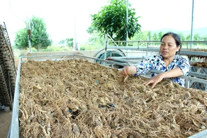 Người dân xã Đông Thanh, huyện Lâm Hà, tỉnh Lâm Đồng thu hoạch Đương quy. Ảnh: THÀNH AN