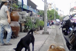 Tình trạng thả rong chó ra đường vẫn diễn ra khá phổ biến Ảnh: NGUYỄN ĐỨC NGUYÊN