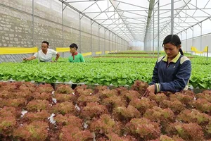 Giá trị sản xuất 1ha đất nông nghiệp đạt 502 triệu đồng/năm
