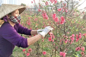 Cánh đồng đào tết ở xã Đại Mỗ, quận Nam Từ Liêm - Hà Nội, sau tết sẽ lại biến mất vì đã nằm trong quy hoạch